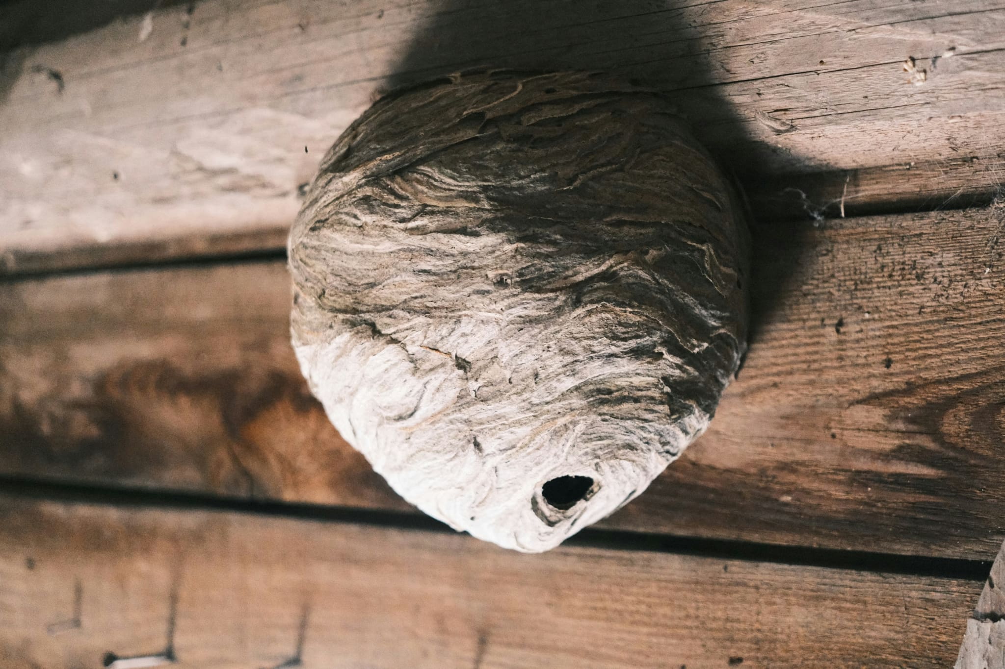 hornets nest