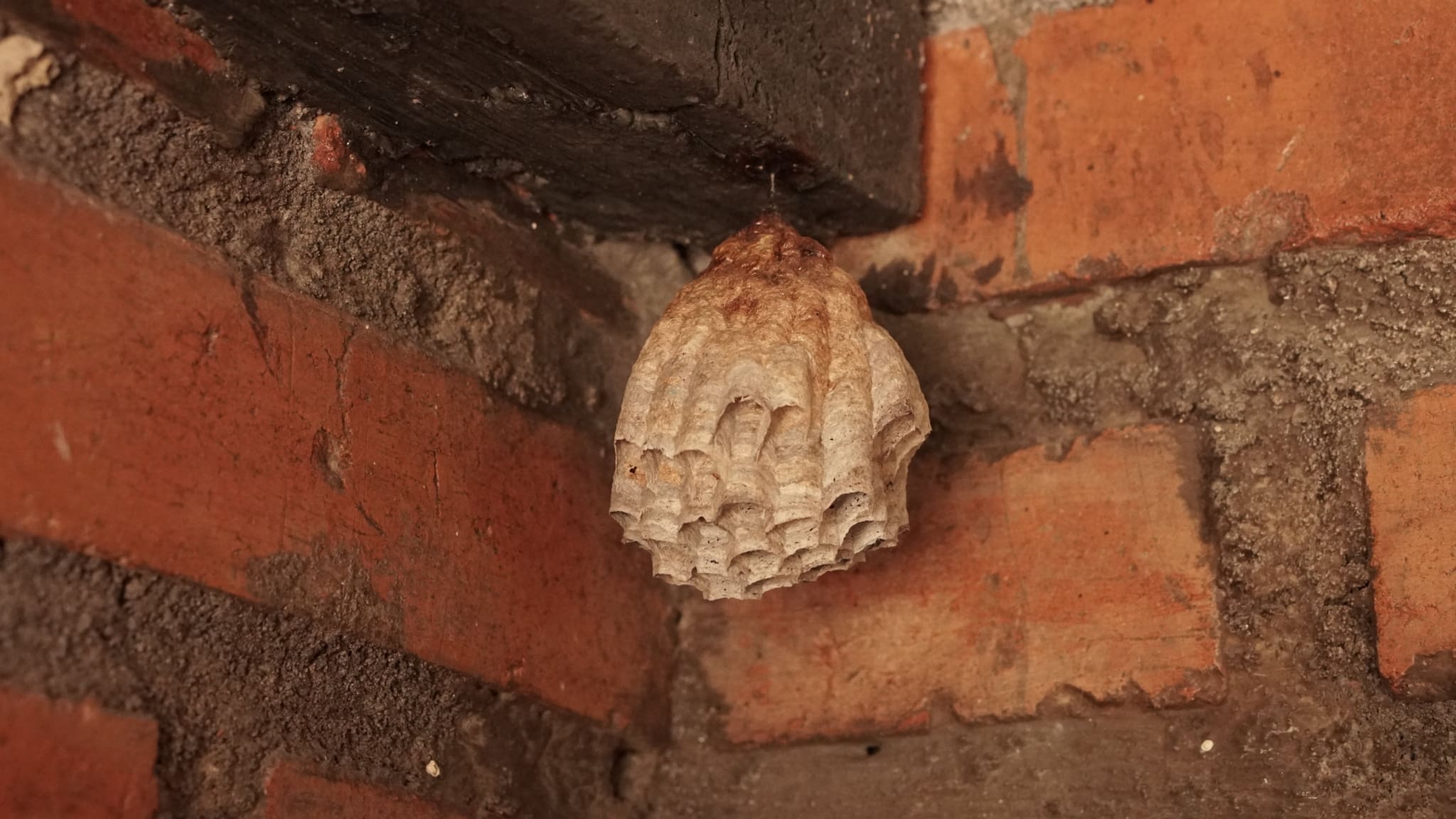 wasp nest