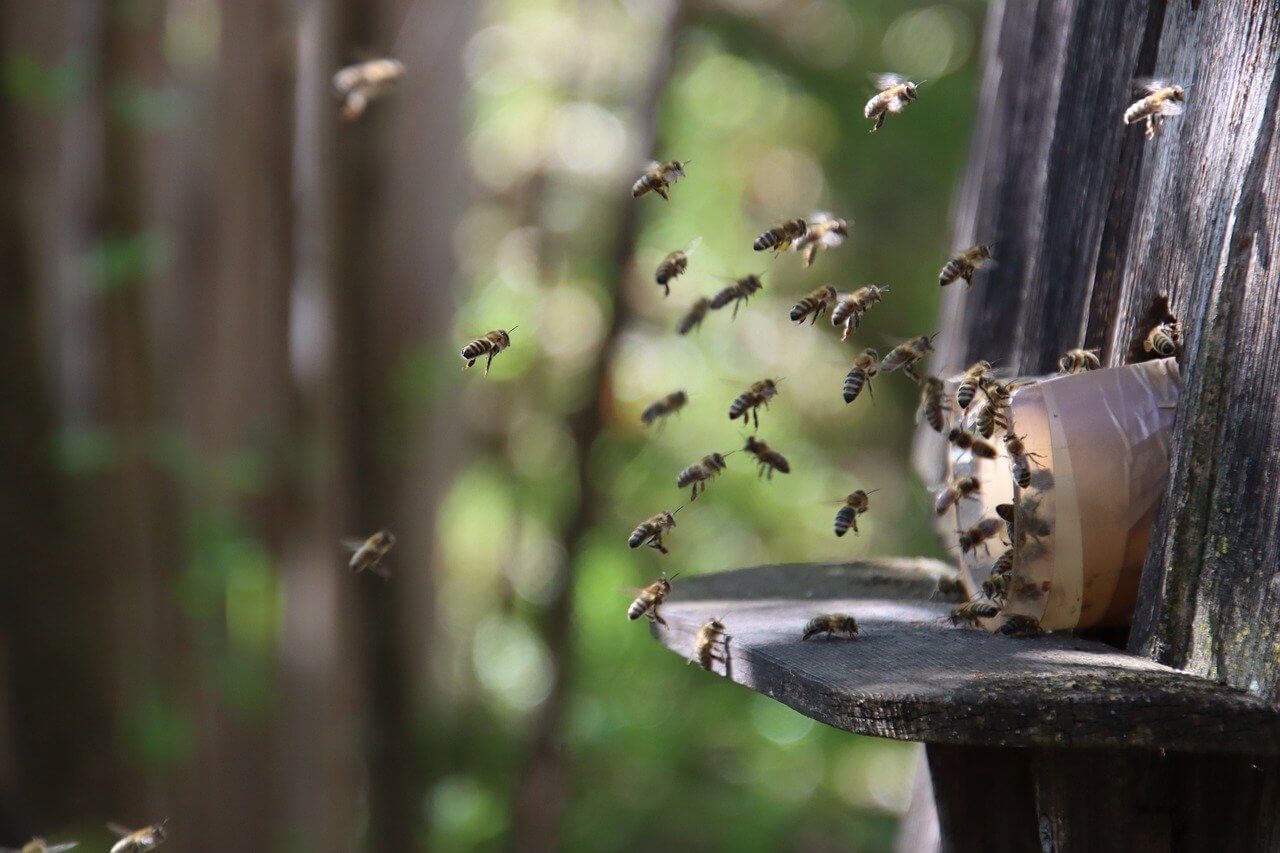 bees-7967049_1280 (1) Bees
