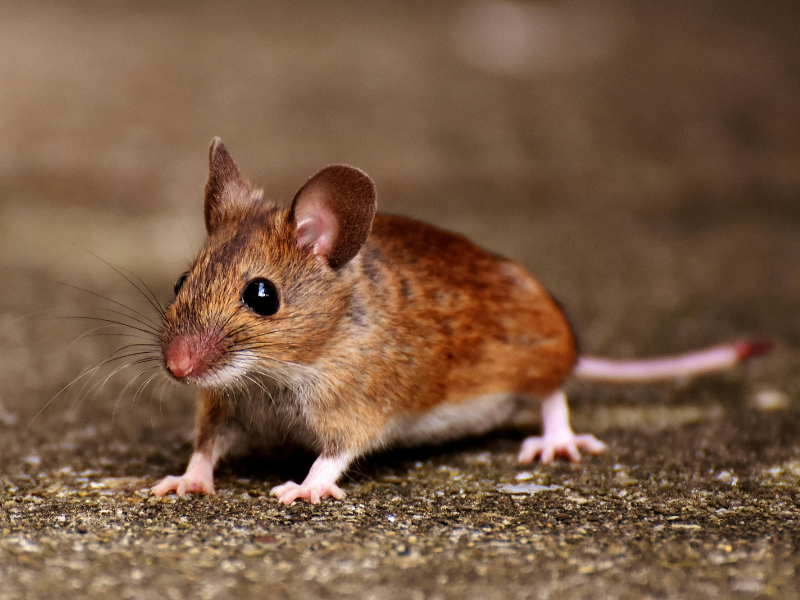 2 House Mice