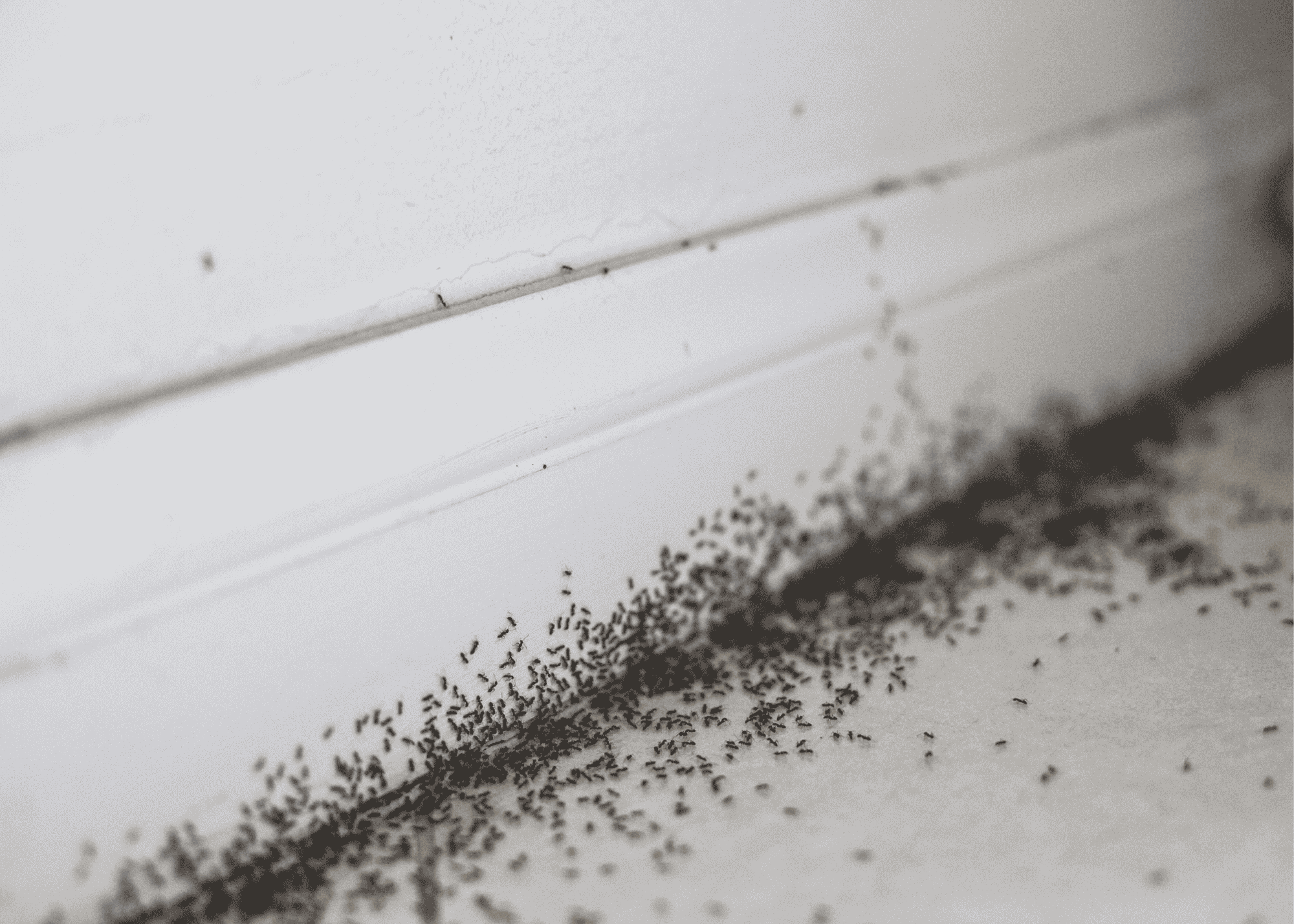 CP Ants Image 2 (1) ant infestation