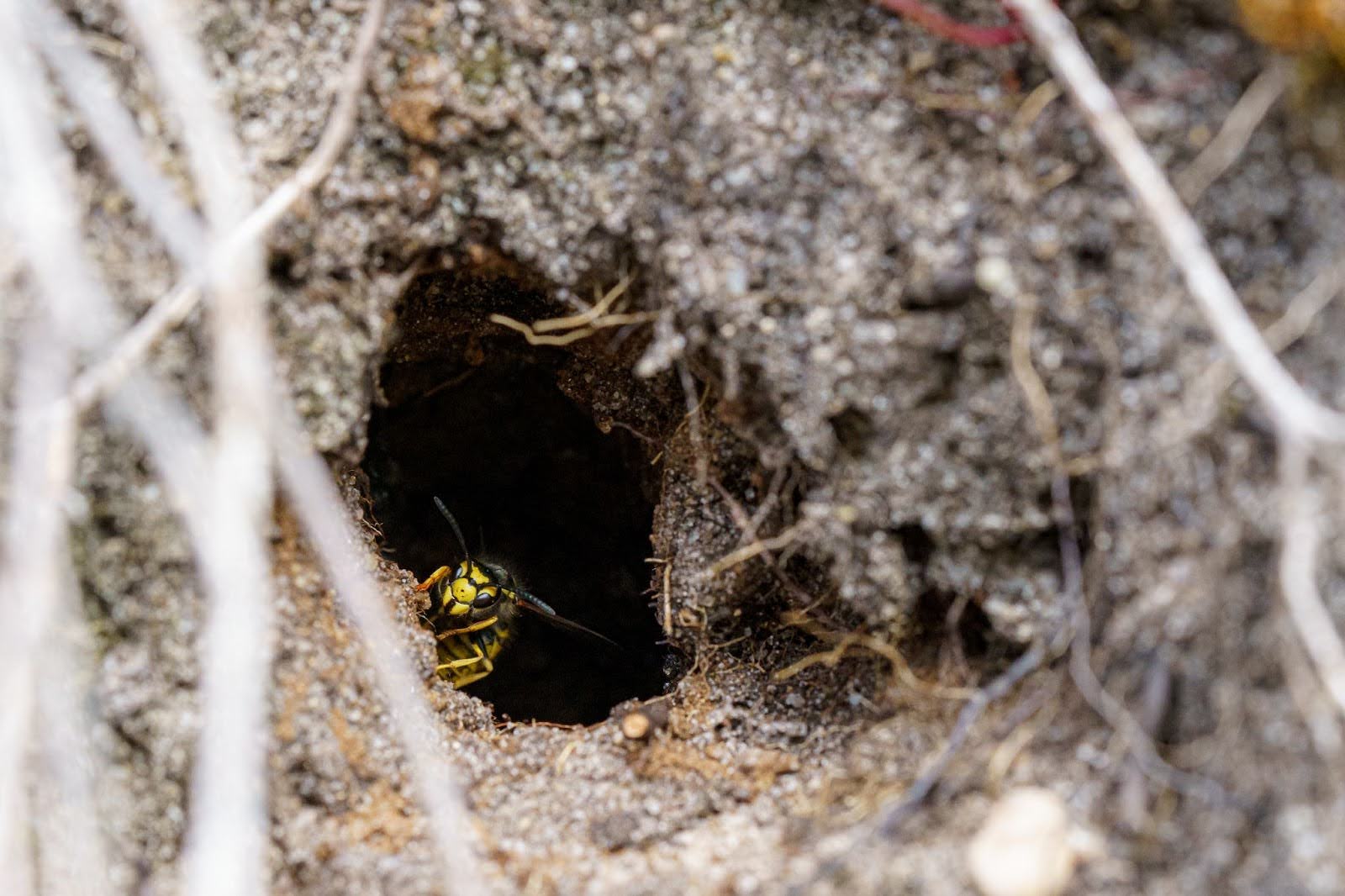 unnamed A ground wasp coming out of a ground wasp nest